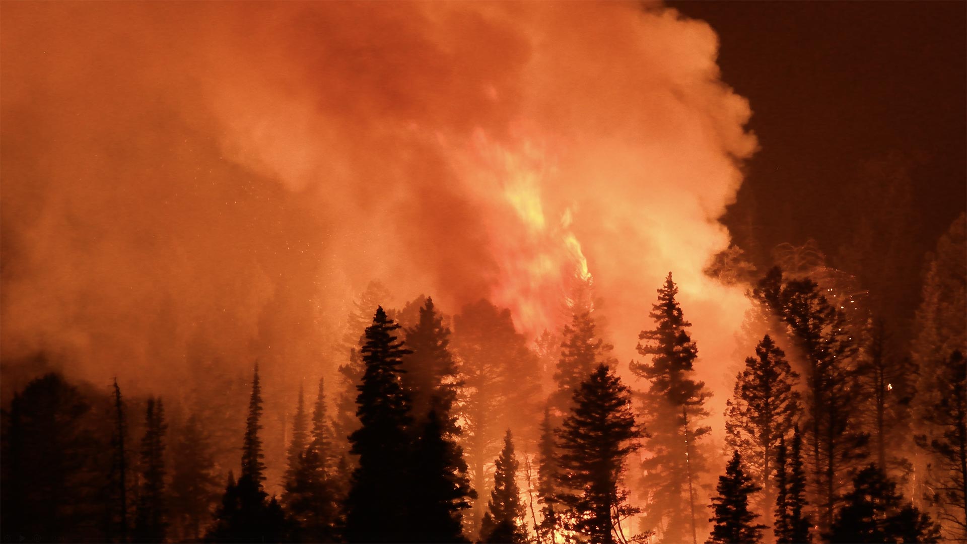 Wildfire